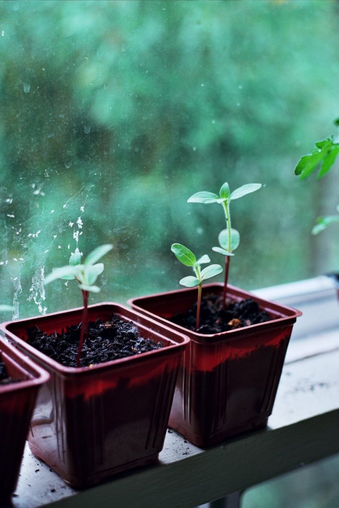 Seedlings in a sunny windowsill