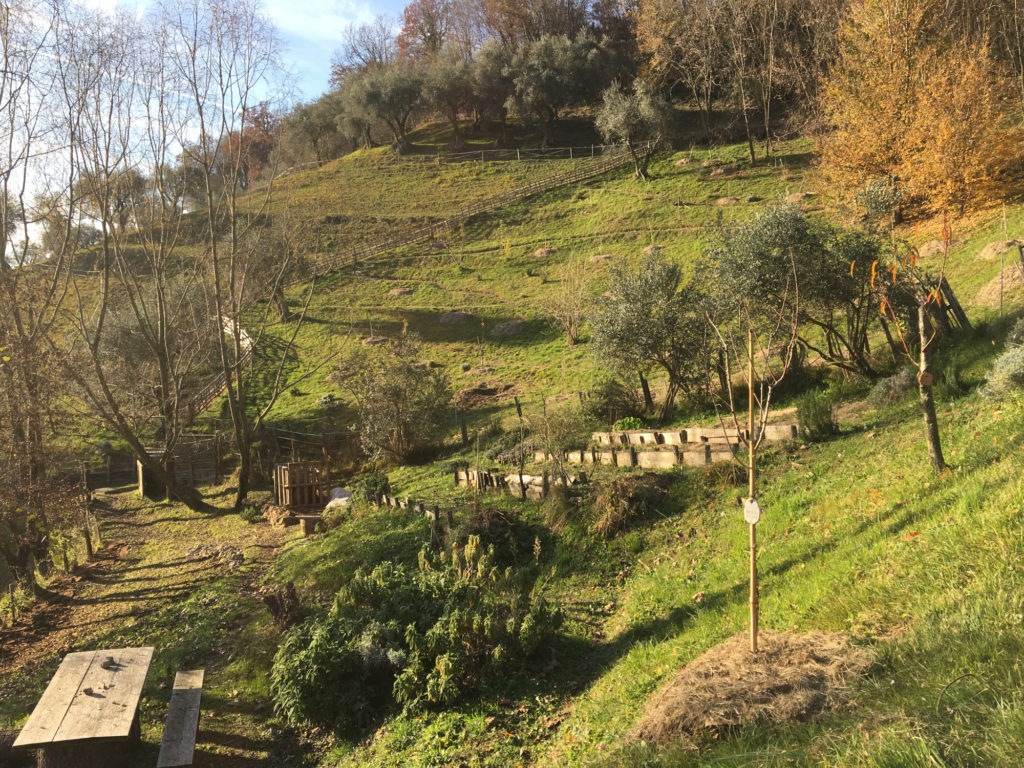 Panoramic shot of a hill, green with grass and hit by the soft and warm light of the autumn Sun. On the top of the hill there are a lot of olive trees and acacias. In the middle, there is a young food forest, with baby apple, pear, almond and apricot trees. At the foot of the hill, still on the slope, there are more olive trees and a vegetable garden, built with wooden boards. Closer to the camera, there is a bush with lavender, sage and rosemary and a big table with bench, built with grey wooden boards. Finally, on the right side of the camera, there is a young almond tree with its hay mulching.