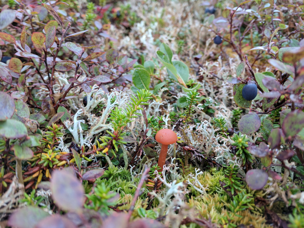 A small mushroom fruits amidst green and purple forest foliage.