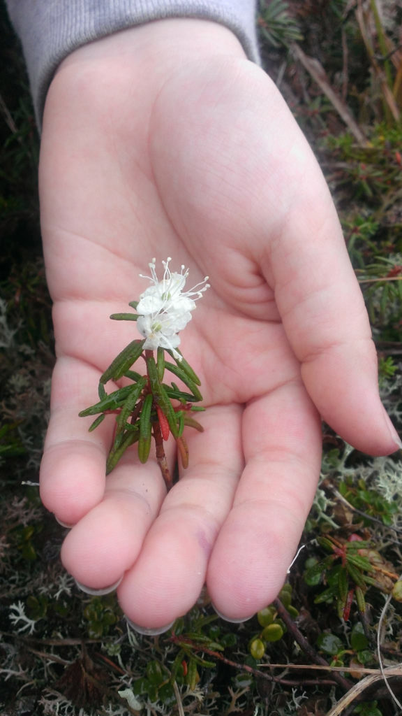 A hand showcases a white flower with pinnate leaves.