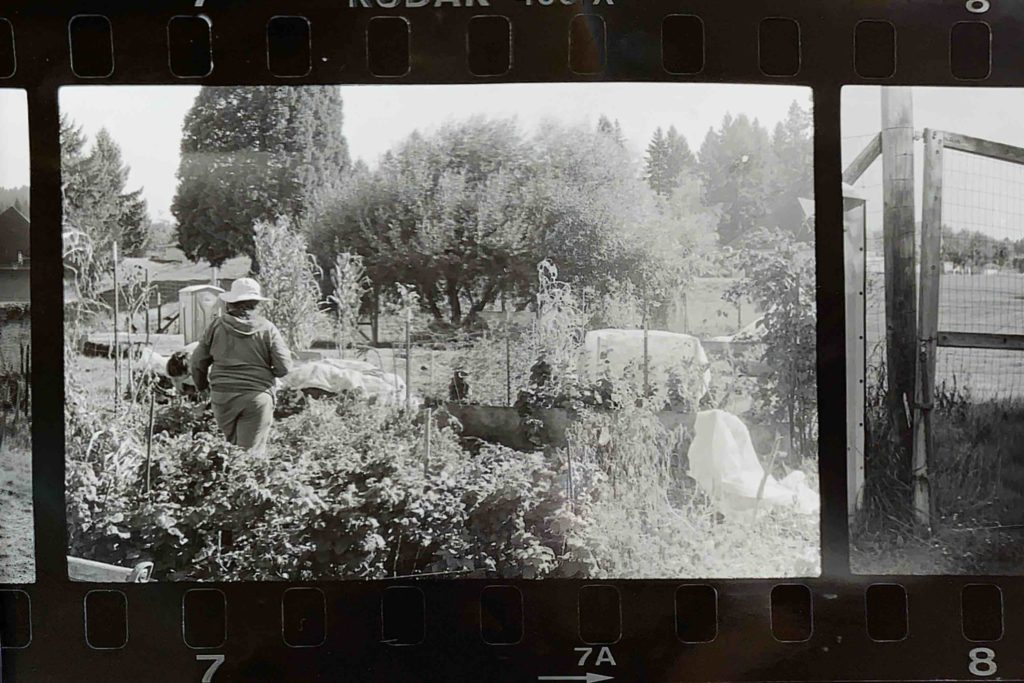 black and white photo of a person wearing a sun hat walking toward a garden bed.