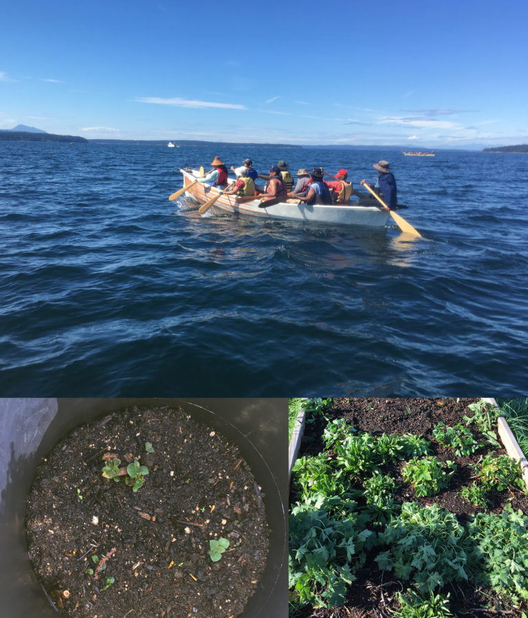 a photo collage of people paddling a canoe on the Salish sea, a container of Ozette potato plants, and a garden bed.