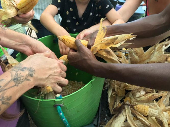 Five sets of hands de-kernel corn into a green bucket together.