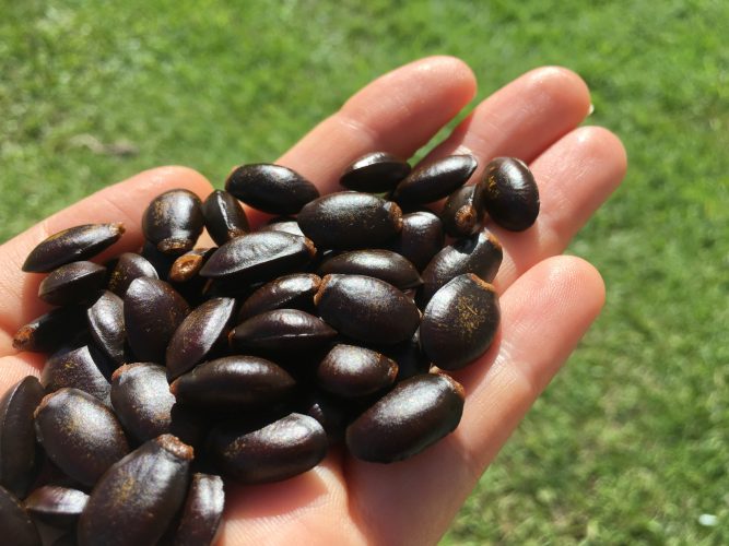 A hand holding black seeds.