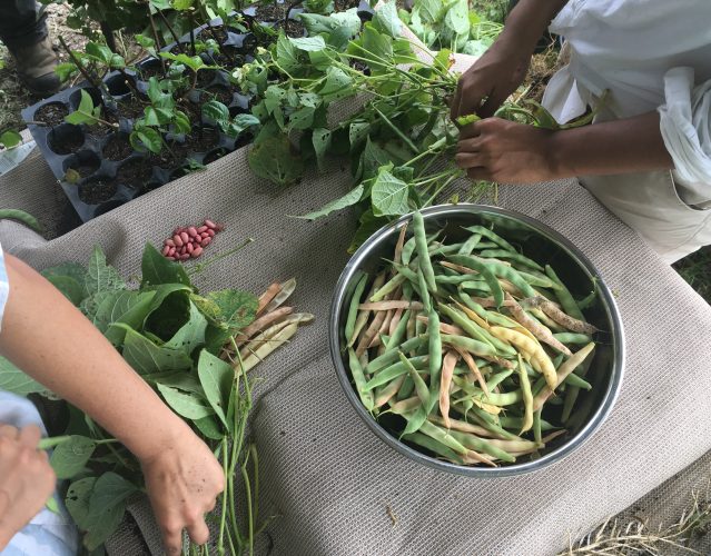 Two people harvest beans, placing them into a metal bowl.