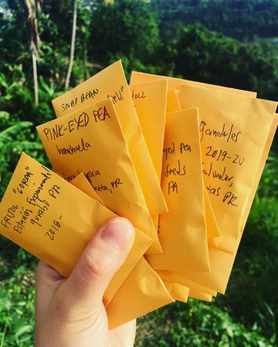 A hand holding yellow envelopes full of bean seeds.