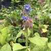 borage_ap